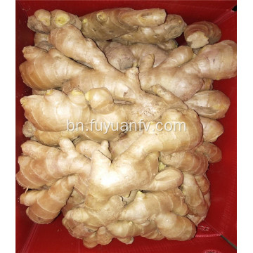 250g যোগ্যতাসম্পন্ন বায়ু আদা শুকনো